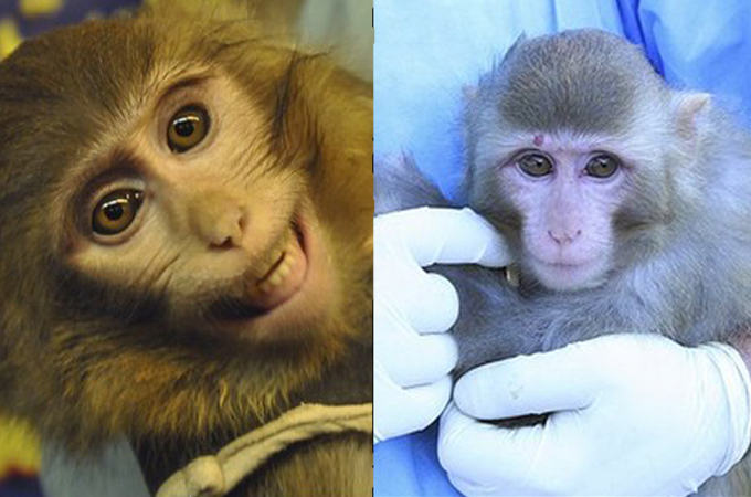 An elated monkey just prior to being told where they were sending him