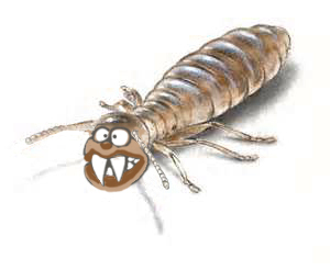 Kenny Wynn's conception of a typical termite