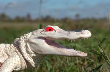 hybrid crocs on patrol in South Florida