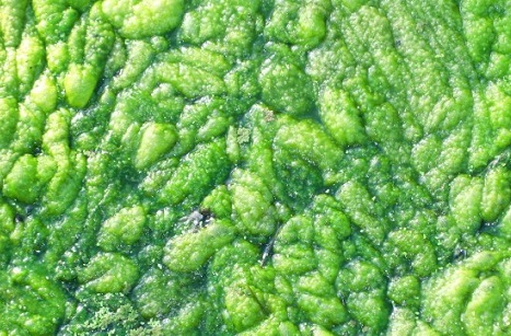 algae bloom in Florida's ground water